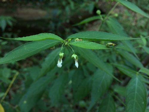 Pombalia bigibbosa (Pombalia bigibbosa)
