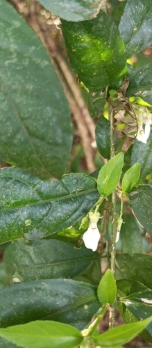 Pombalia bigibbosa (Pombalia bigibbosa)