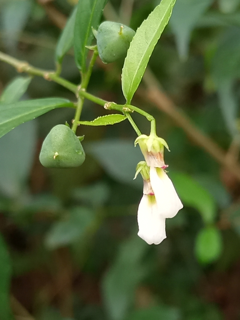 Pombalia bigibbosa (Pombalia bigibbosa)