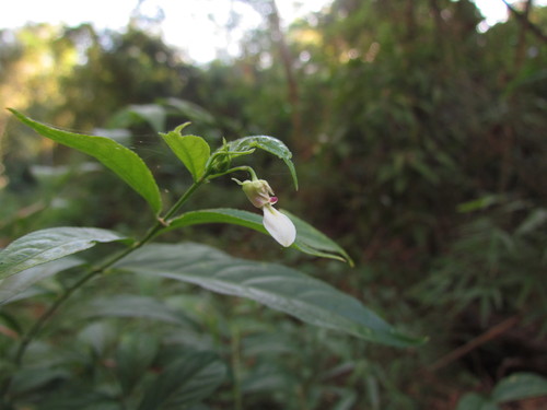 Pombalia bigibbosa (Pombalia bigibbosa)