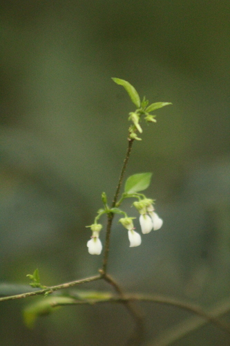 Pombalia bigibbosa (Pombalia bigibbosa)