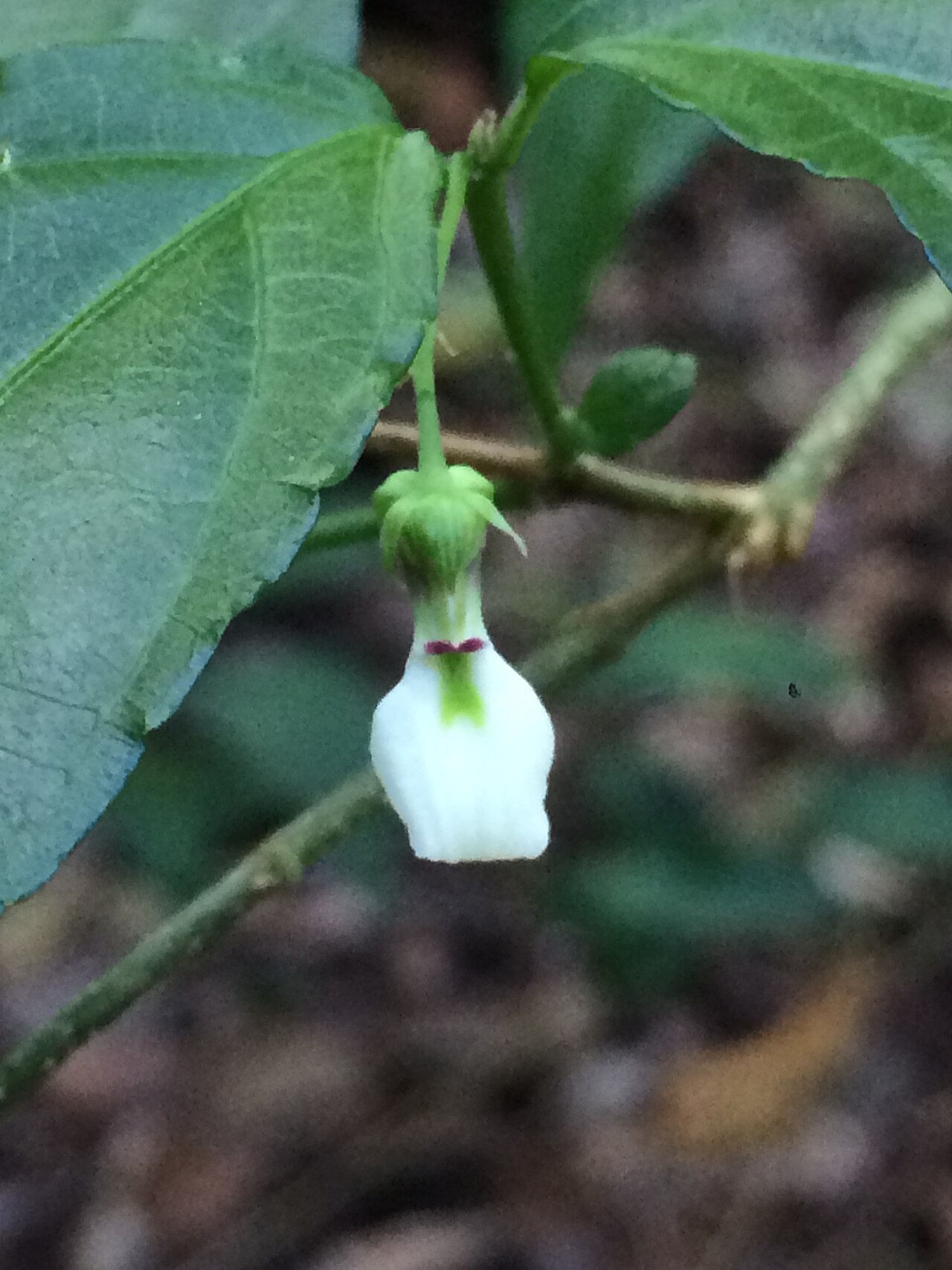 Pombalia bigibbosa: Pombalia bigibbosa