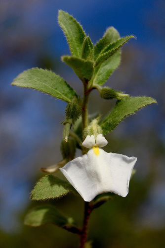 Pombalia calceolaria (Pombalia calceolaria)