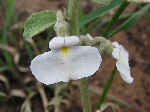 Pombalia calceolaria: Hybanthus calceolaria - VIOLACEAE - Parque Estadual Serra dos Pirineus - Pirenópolis - Goiás - Brasil.