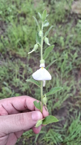 Pombalia calceolaria (Pombalia calceolaria)