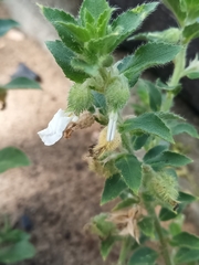 Pombalia calceolaria (Pombalia calceolaria)