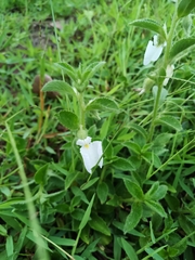 Pombalia calceolaria (Pombalia calceolaria)