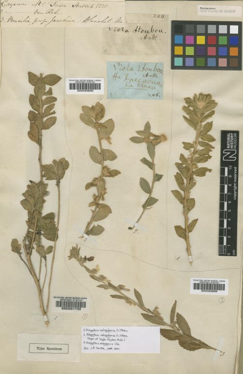 Pombalia calceolaria: Viola itoubou Aubl. (= Hybanthus calceolaria (L.) Schulz-Menz ) - herbier collecté par Aublet en Guyane, conservé au British Museum BM000617708