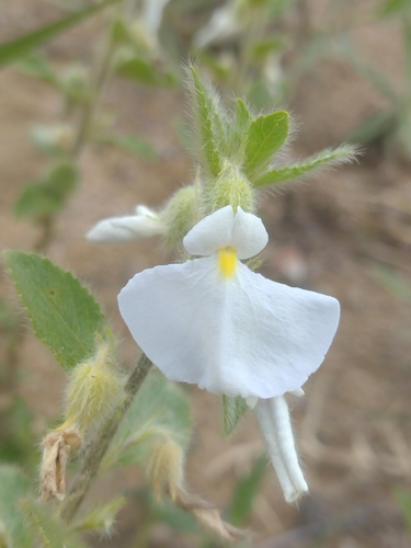 Pombalia calceolaria (Pombalia calceolaria)