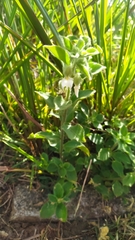 Pombalia calceolaria (Pombalia calceolaria)