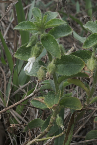 Pombalia calceolaria (Pombalia calceolaria)