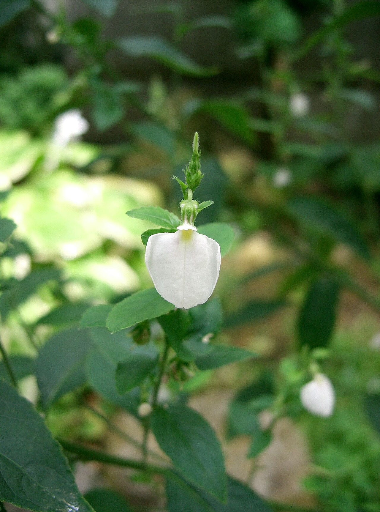 Pombalia communis: Scientific name Hybanthus communis Place:Osaka-fu Japan