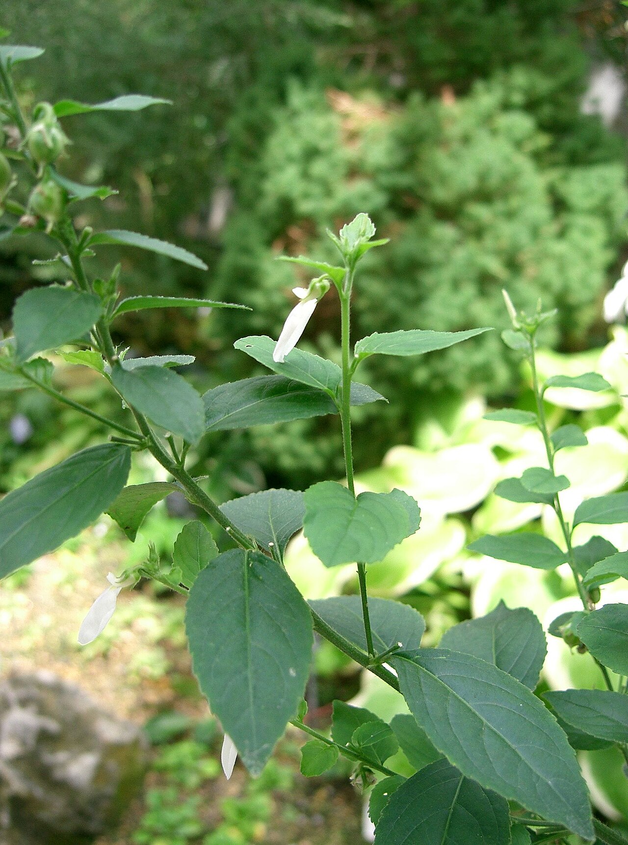 Pombalia communis: Scientific name Hybanthus communis Place:Osaka-fu Japan
