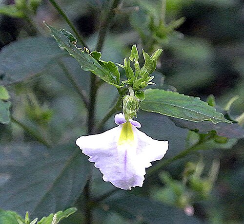 Pombalia communis: Found in Brazil, Paraguay and adjacent Bolivia and Argentina. Photo from the Brazil-Argentina border near Iguazu. Violaceae