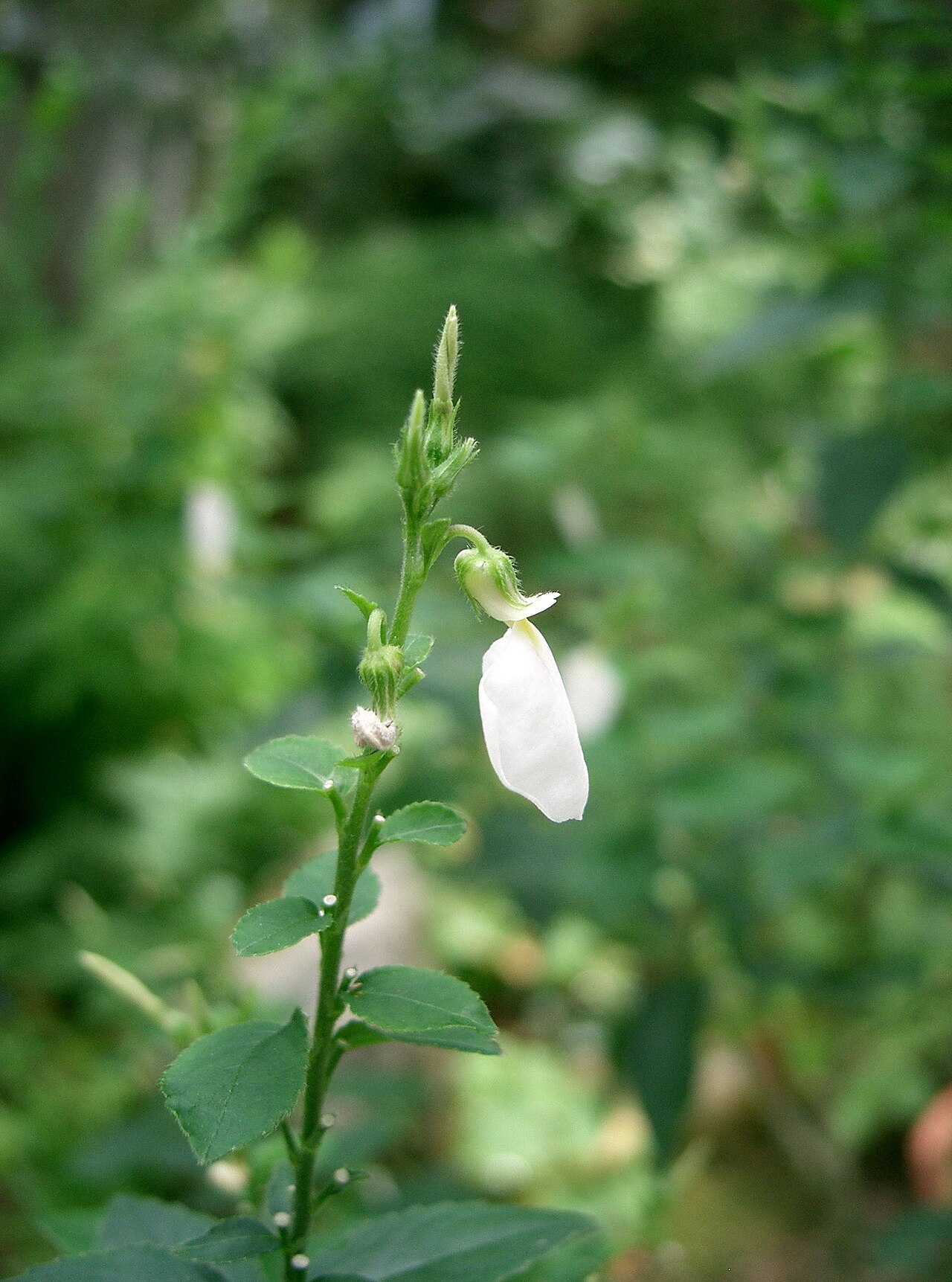 Pombalia communis: Scientific name Hybanthus communis Place:Osaka-fu Japan