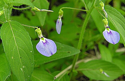 Western greenviolet: Native from the southern U.S. to Peru. Photo from near Tepoztlan, Mexico. In context at www.dixpix.ca/meso_america/Flora/malpigox/index.html