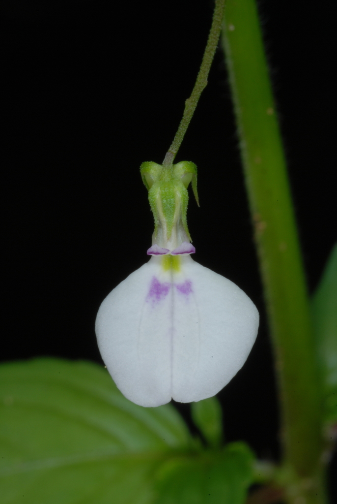 Chancleta (Pombalia linearifolia)