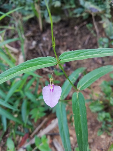 Pombalia oppositifolia (Pombalia oppositifolia)