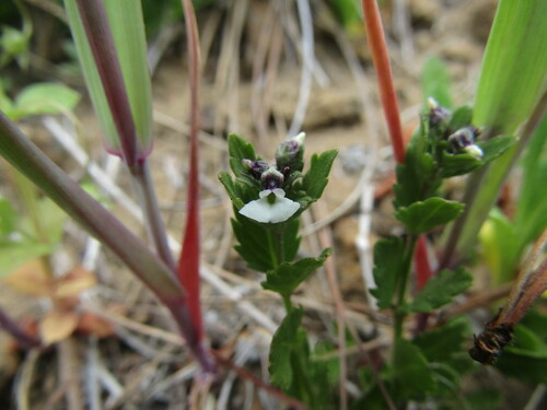 Pombalia parviflora (Pombalia parviflora)