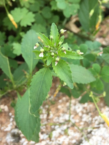 Pombalia parviflora (Pombalia parviflora)