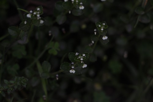 Pombalia parviflora (Pombalia parviflora)