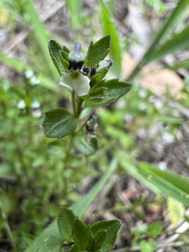 Pombalia parviflora (Pombalia parviflora)