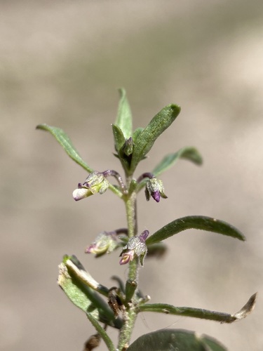 Pombalia verticillata (Pombalia verticillata)