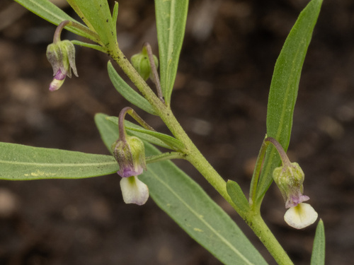 Pombalia verticillata (Pombalia verticillata)
