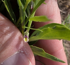Pombalia verticillata (Pombalia verticillata)