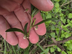 Pombalia verticillata (Pombalia verticillata)