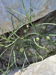 Pombalia verticillata (Pombalia verticillata)