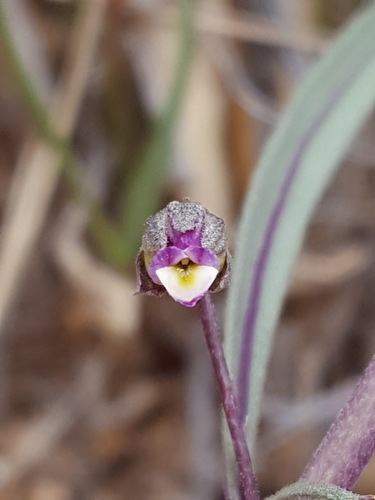 Pombalia verticillata (Pombalia verticillata)