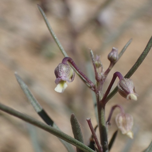 Pombalia verticillata (Pombalia verticillata)