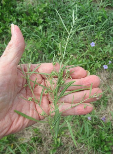 Pombalia verticillata (Pombalia verticillata)