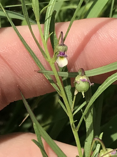 Pombalia verticillata (Pombalia verticillata)