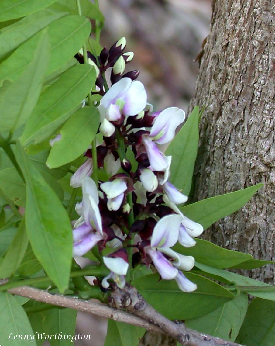 Pongamia brandisiana: Khao Yai N.P Nakhon Ratchasima Thailand