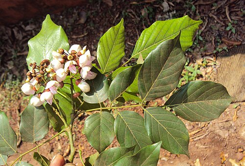 Pongame oiltree: Millettia pinnata aka Pongamia pinnata