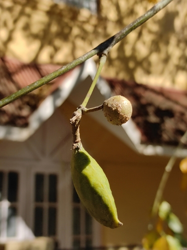 Pongame oiltree (Pongamia pinnata)