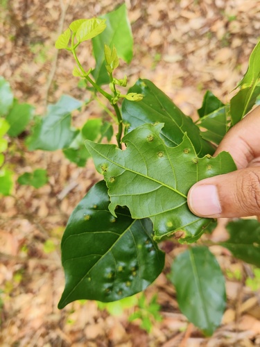 Pongame oiltree (Pongamia pinnata)