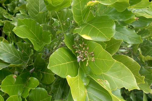 Pongame oiltree (Pongamia pinnata)