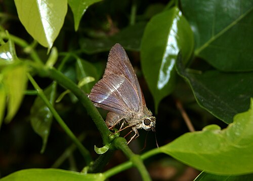 Pongame oiltree: Egg laying position of Hasora chromus (Cramer, 1780) – Common Banded Awl on Pongamia pinnata