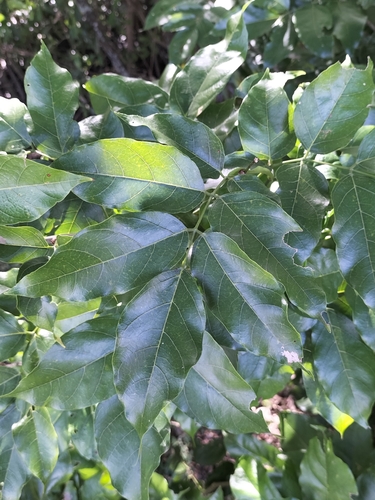 Pongame oiltree (Pongamia pinnata)