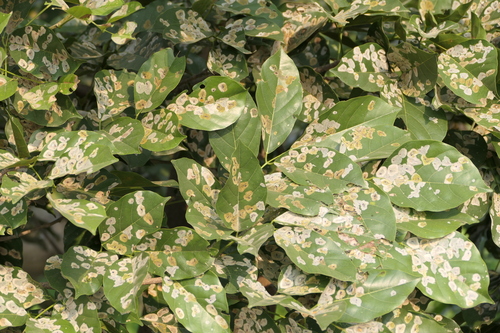 Pongame oiltree (Pongamia pinnata)