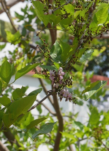 Pongame oiltree (Pongamia pinnata)