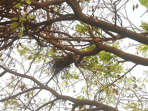 Pongame oiltree: A Bird Nest on a Beech tree Millettia pinnata in Andhra University campus, Visakhapatnam