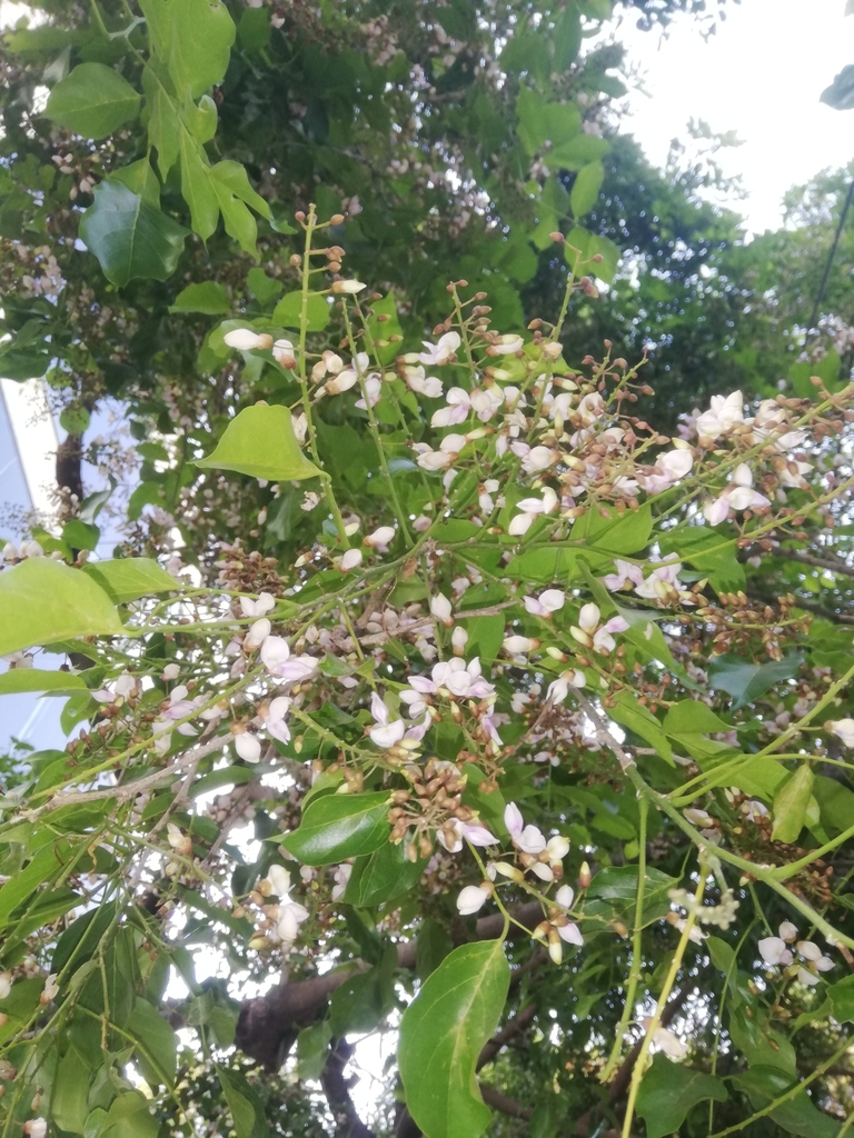 Pongame oiltree (Pongamia pinnata)
