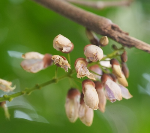 Pongame oiltree (Pongamia pinnata)