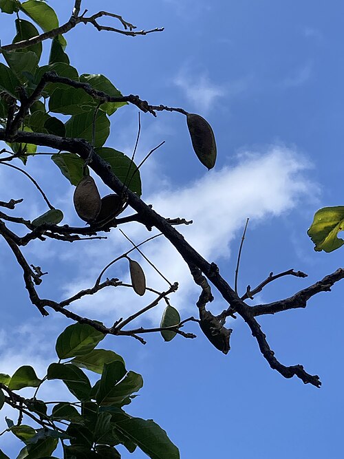 Pongame oiltree: 沖縄県石垣市川平にて撮影