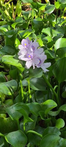 Waterhyacinth