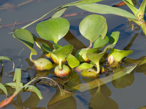 Waterhyacinth (Pontederia crassipes)